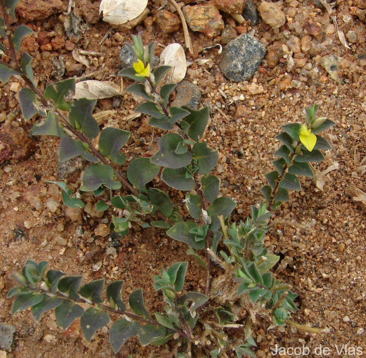 Crotalaria hebecarpa (DC.) Rudd